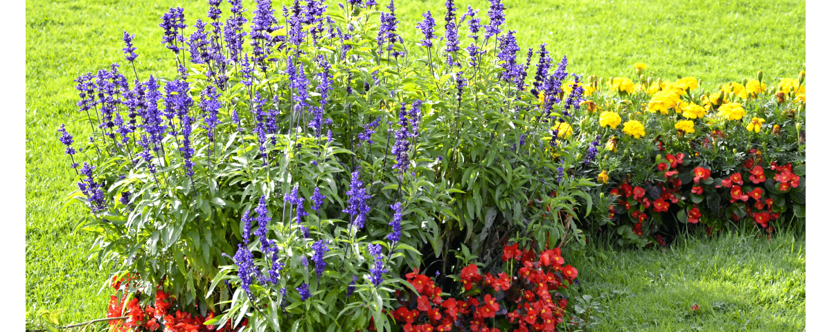 parterre de fleurs sans entretien