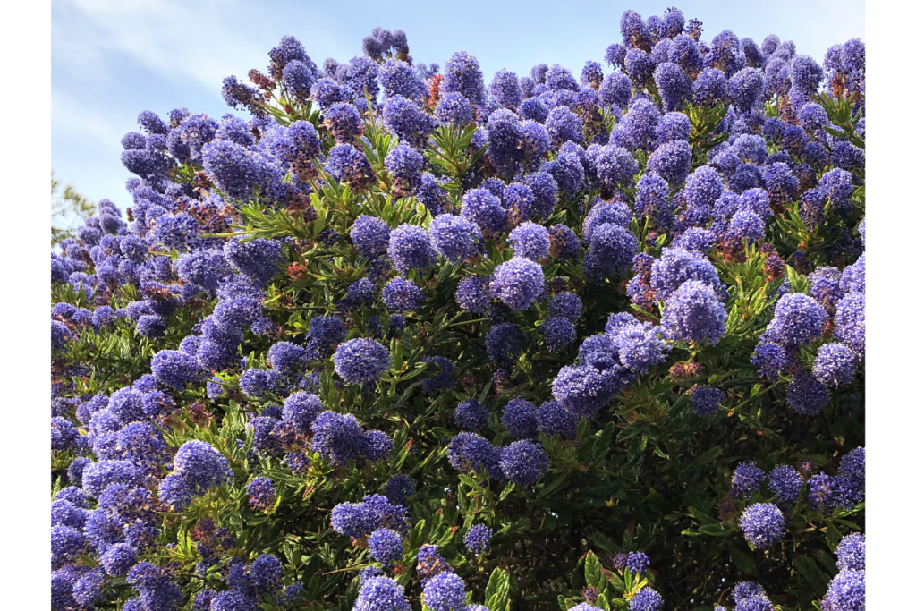 Céanothe, l’arbuste à fleurs de grande taille