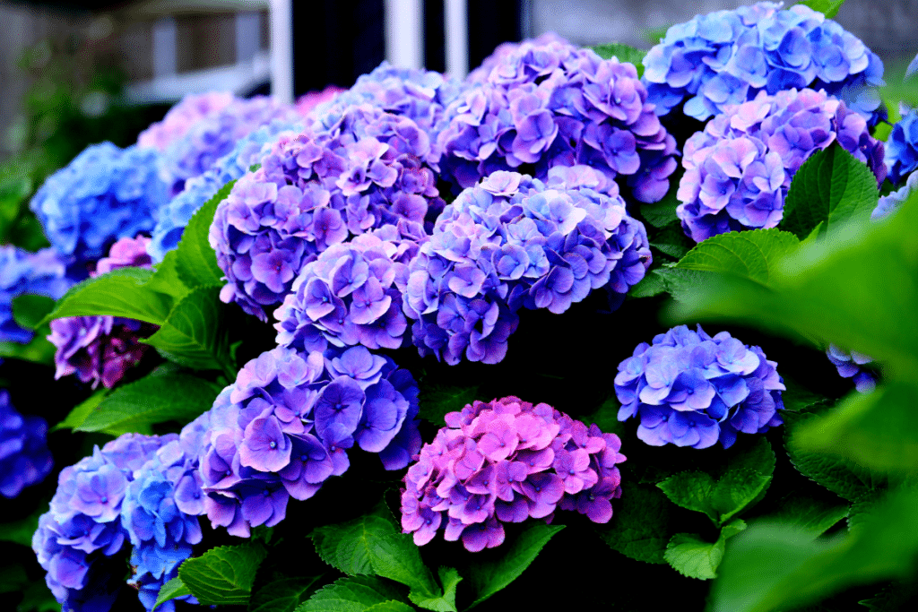 Hortensia