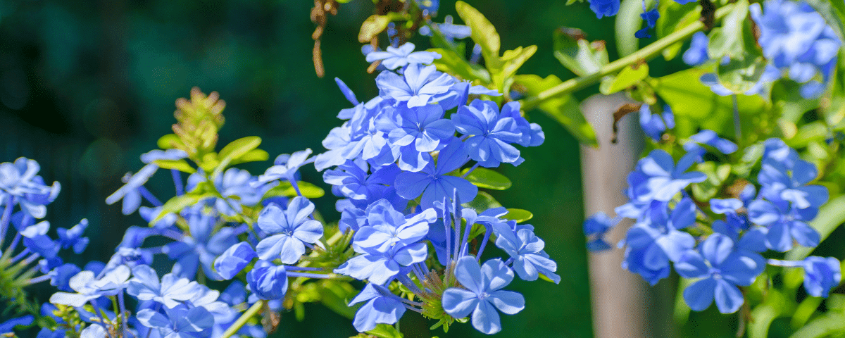 Fleur bleu au jardin