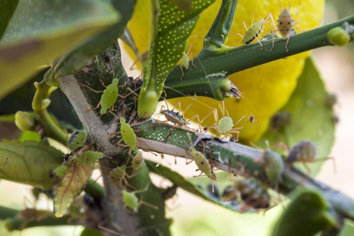 Pourquoi les feuilles du citronnier s’enroulent : causes et solutions efficaces