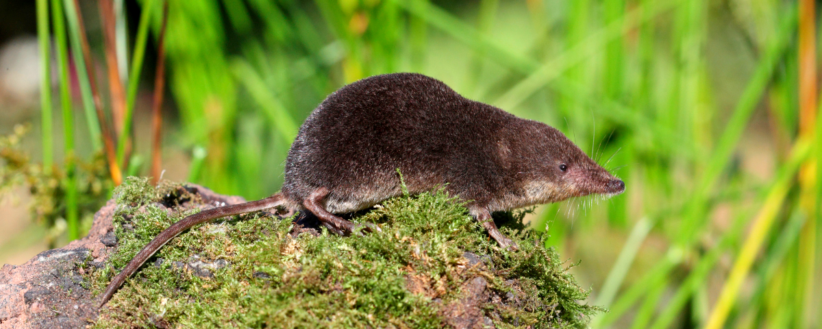 musaraigne