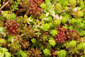 Sedum rubrotinctum
