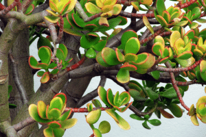 Crassula ovata