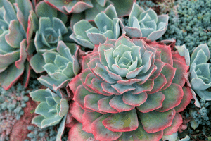 echeverias