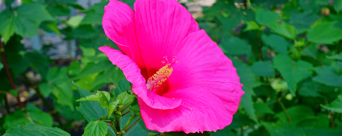 Hibiscus moscheutos