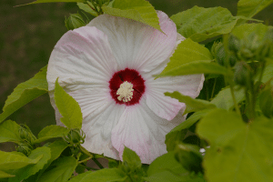 Hibiscus moscheutos