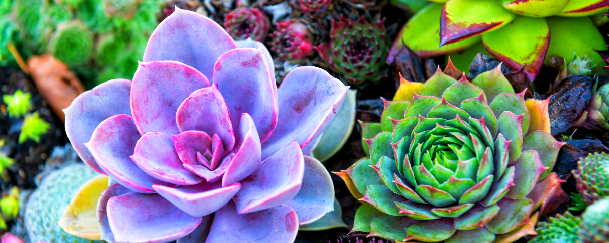 plantes succulentes