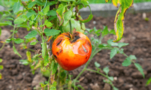 Maladie de tomates.