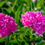 pivoines
