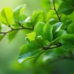 Gros plan de feuilles vertes brillantes sur une branche