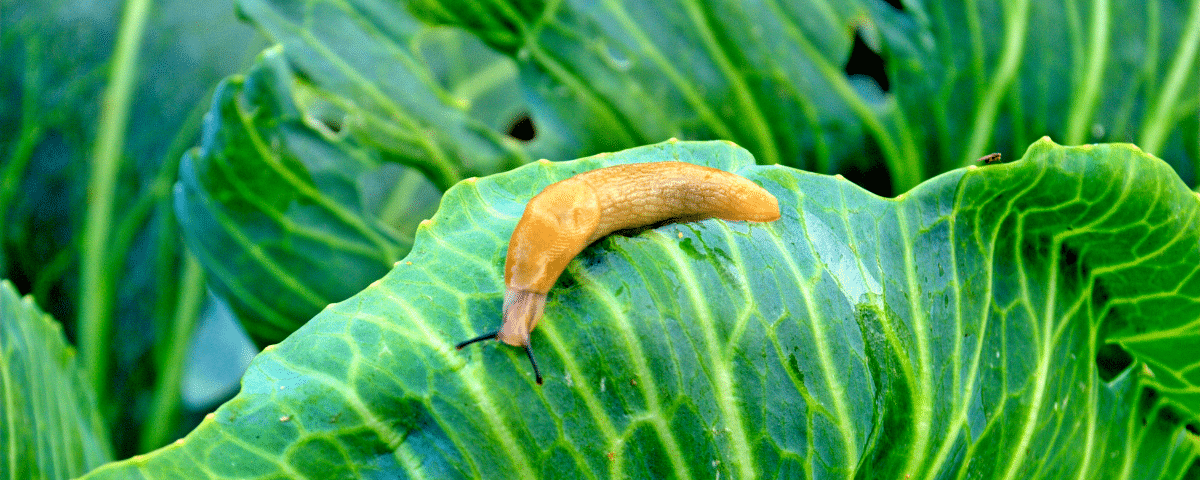 3 Astuces imparables pour garder vos légumes à l’abri des limaces sans produits chimiques