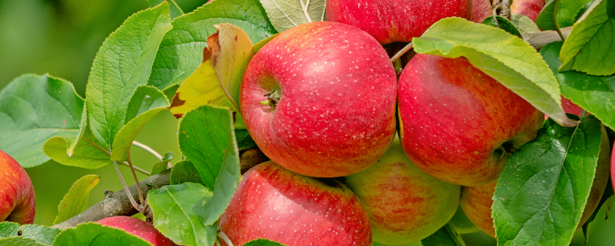 Le fruit ancien qui brave vos hivers rudes et se conserve longtemps dans votre cuisine