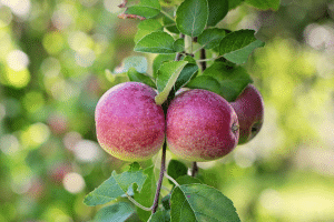 Un fruit à la fois beau et bon
