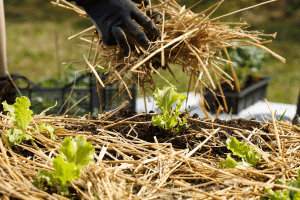Préparer le sol avec un paillage efficace