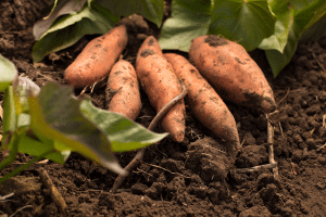 Un trésor nutritionnel méconnu