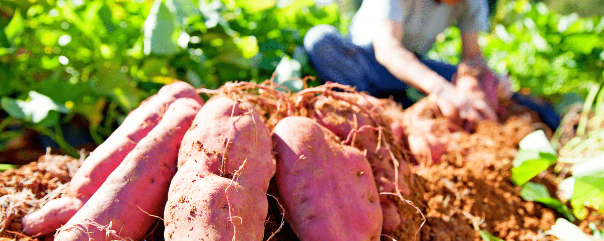 Le légume increvable qui continue à pousser alors que le reste de votre potager souffre