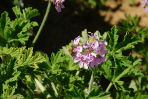 géranium rosat