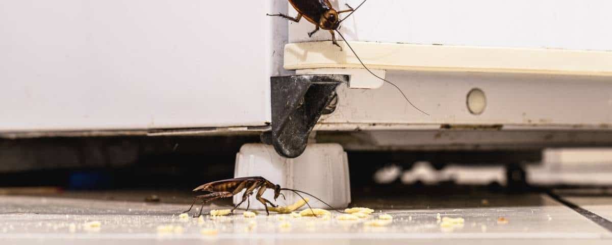 Comment éliminer une infestation d'insectes dans un logement