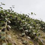 Buisson de murier chinois rampant couvrant un talus