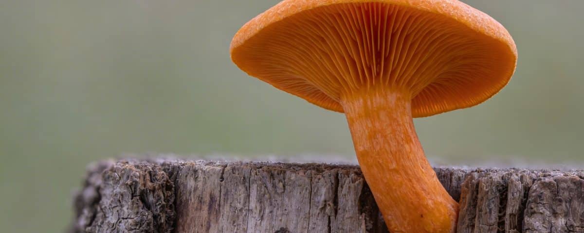 gros champignon orange vif pousse sur tronc moisi
