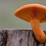 gros champignon orange vif pousse sur tronc moisi