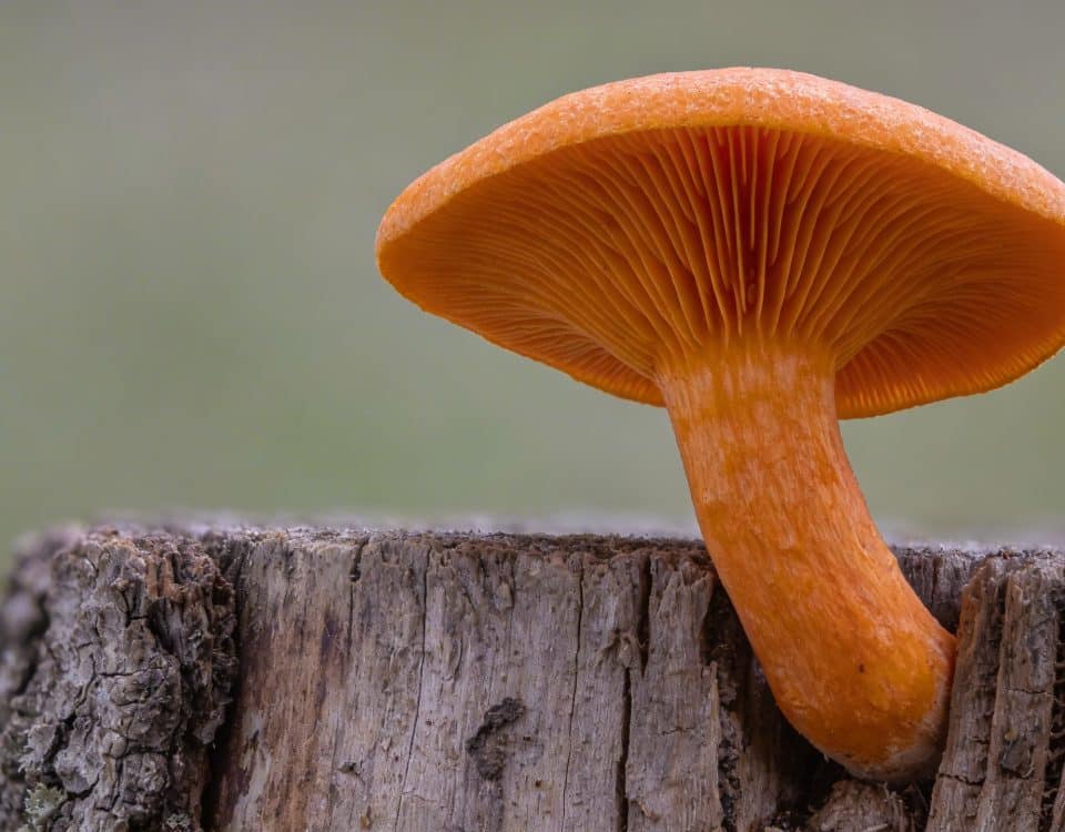 gros champignon orange vif pousse sur tronc moisi