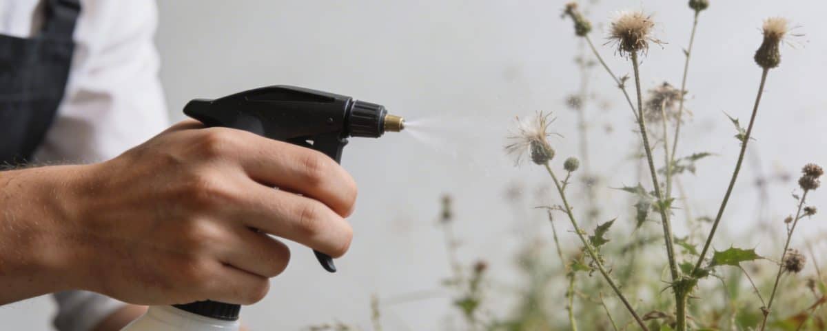 Main tenant un pulverisateur pres de mauvaises herbes