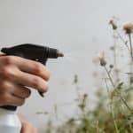 Main tenant un pulverisateur pres de mauvaises herbes