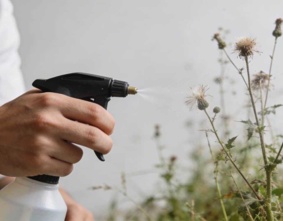 Main tenant un pulverisateur pres de mauvaises herbes