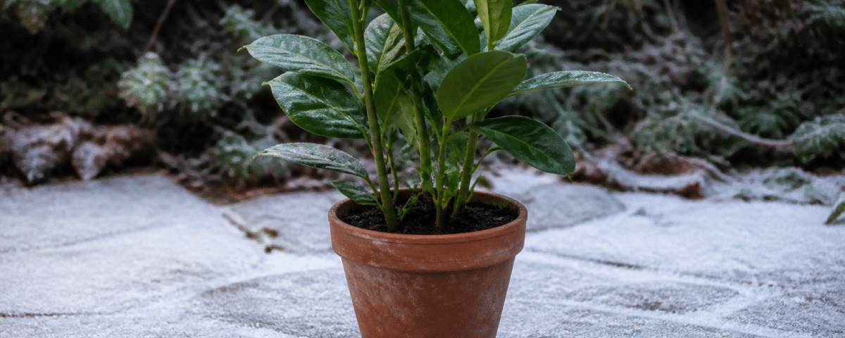 Pot de terre cuite contenant plante verte dressée sur sol gele