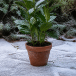 Pot de terre cuite contenant plante verte dressée sur sol gele