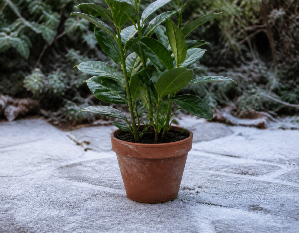 Pot de terre cuite contenant plante verte dressée sur sol gele