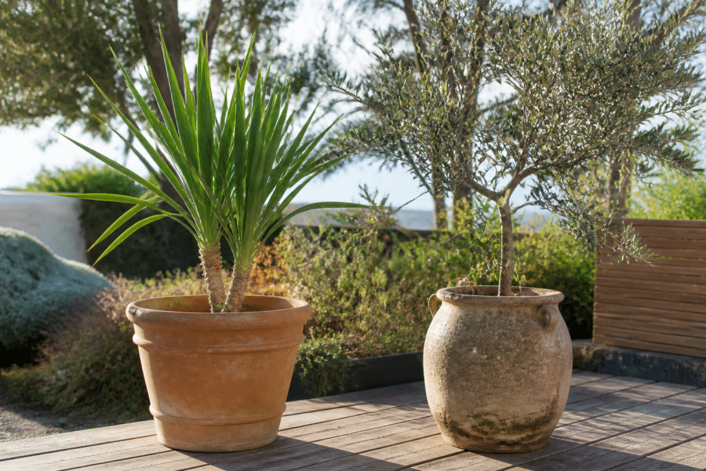 Yucca et olivier en pots sur terrasse ensoleillée